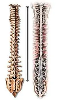 spinalanatomy_02.jpg