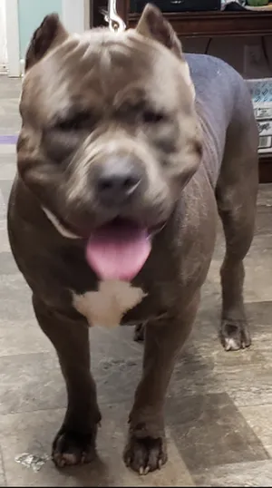 American Bully