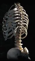 spinepixl.jpg