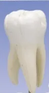 tooth.jpg