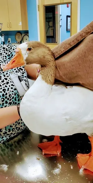 duck