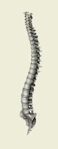 spine