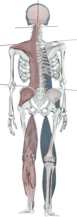 Spinal Posture