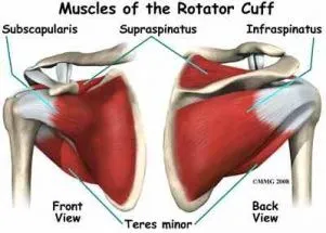 rotator cuff 