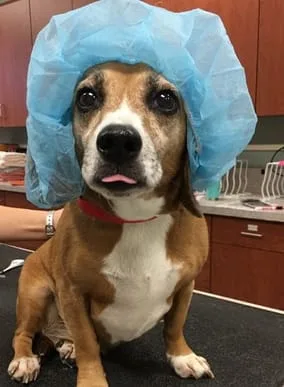 Sophie's Surgery