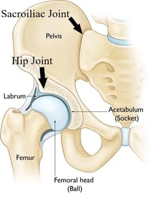 Diagnosis and Treatment of Hip Pain using conservative and safe  chiropractic treatments