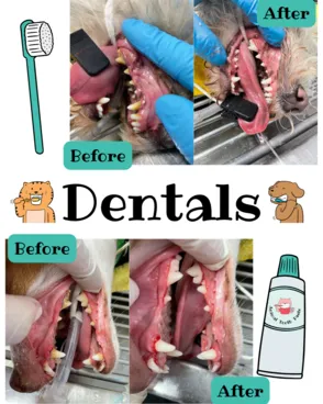 Dentals