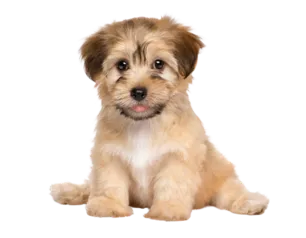 puppy