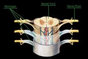 Meninges and CSF