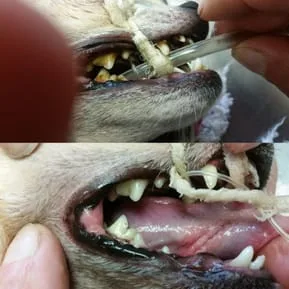 Before and after dental cleaning 