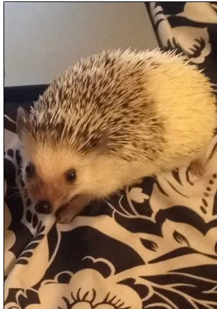 Hedgehog