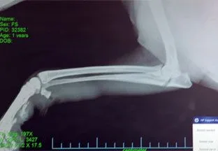 xray.jpg