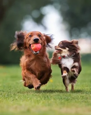 2 pups running