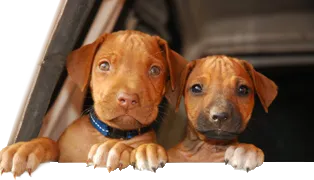 bigstock_Funny_Puppy_Faces_SMALL.png