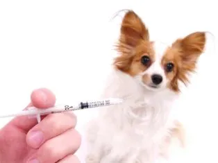 Vaccinations for Pets Veterinarian in Toledo OH Trilby Animal