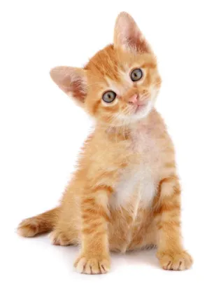 kitten_adoption_fee