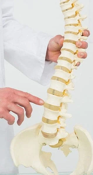 Chiropractor pointing to model spine