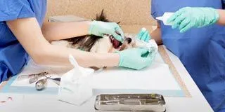 Pet surgery