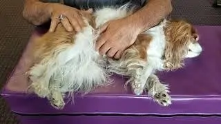 Dog Rear leg stretch