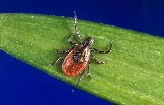 <strong>
</picture>Deer Tick (Black-Legged Tick)</strong> <p>The Deer Tick (also called black-legged tick) is between the size of a poppy seed and an apple seed. </p><p>The deer tick is found on a wide rage of hosts including mammals, birds and reptiles.</p><p>This tick can transmit Lyme disease to humans and animals during feeding; this occurs when the tick inserts its mouth parts into the skin of a host and slowly ingests the host's blood. </p>