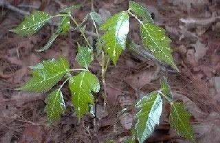 <strong>
</picture>Poison Oak Plant</strong> <p>Poison oak can grow on a tree or a vine.  The leaves look wavy and grow in groups of threes.</p>