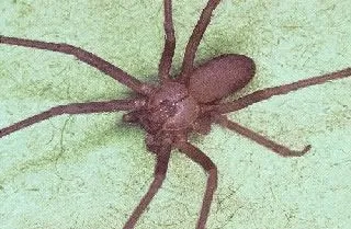 <strong>
</picture>Brown Recluse Spider</strong> <p>This is a photo of the Brown Recluse Spider. </p><ul><li>It is a brown spider with long legs (total width 1/2 inch). </li><li>A violin-shaped marking can be seen on its back.</li></ul>