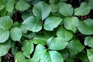 <strong>
</picture>Poison Ivy Plant (Example 1)</strong> <p>The leaves appear in groups of three.</p><p>Poison ivy grows as a small plant, as a bush, or as a vine. </p>