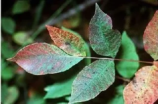 <strong>
</picture>Poison Sumac Plant</strong> <p>Poison sumac can have groups of 6-12 leaves.  Each stem has leaves growing across (parallel) from each other.  Young plants are red or red-brown.  As a poison sumac plant grows older, the leaves will become brown or grey.</p>