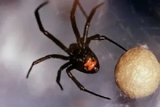 <strong>
</picture>Black Widow Spider</strong> <p>This is a photo of the Black Widow spider.</p><ul><li>The black widow is shiny and black, with long legs (total width 1 inch). </li><li>A red or orange hourglass-shaped marking may be on its underside. However, this marking is not present in all black widow spiders.</li></ul>