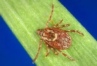 <strong>
</picture>Wood Tick (Dog Tick)</strong> <p>This is a picture of a brown Wood Tick.</p><p>The Wood Tick (also called dog tick) can sometimes transmit Rocky Mountain spotted fever and Colorado tick fever.</p>