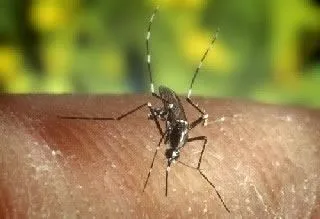 <strong>
</picture>Female Mosquito</strong> <p>The photo shows a female mosquito feeding on a person.</p>