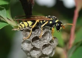 paper wasp