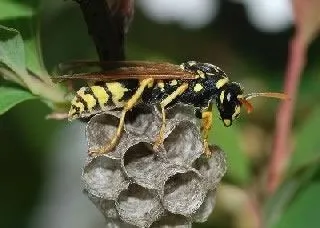 <strong>
</picture>Paper Wasp</strong> <p>A paper wasp in its nest.</p>