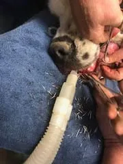 porcupine quills removal