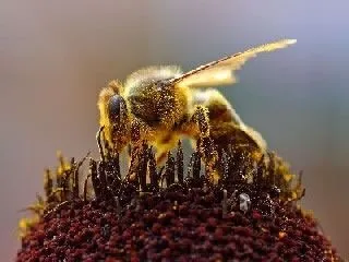 <strong>
</picture>Honeybee Collecting Pollen</strong>