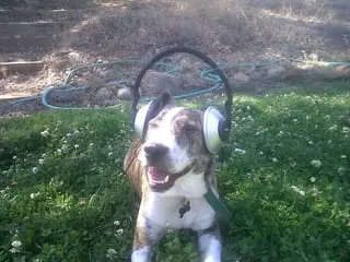 dog headset