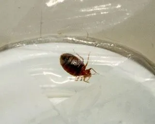 <strong>
</picture>Bed Bug</strong> <p>This is a full-grown bedbug. Bedbugs are small brown bugs which are less than ¼ of an inch (6 mm) long. Bedbugs hide in the seams, folds and creases of mattresses and upholstery.  They come out at night. During the day, you might see signs of them, such as shed skin, waste or blood marks on the linens.</p>