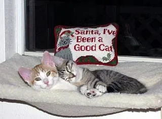 VonSeekam kittens at Christmas