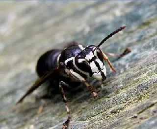 <strong>
</picture>Hornet</strong> <p>Bald-faced hornet</p>