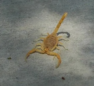 <strong>
</picture>Scorpion</strong> <p>This image shows the bark scorpion of Arizona.</p>