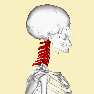 cervical-vertebrae