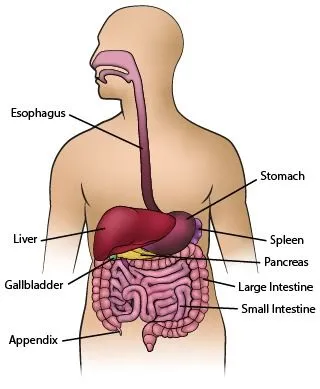 <strong>
</picture>Anatomy - Gastrointestinal</strong>