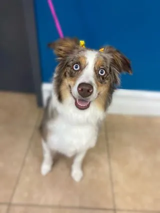 groom photo