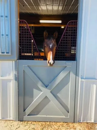 brown horse looking over stall door