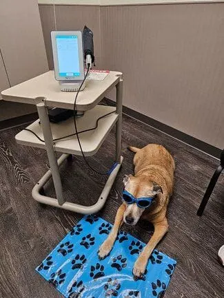 Dog having laser treatment