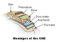 meninges_of_cns_1.jpg