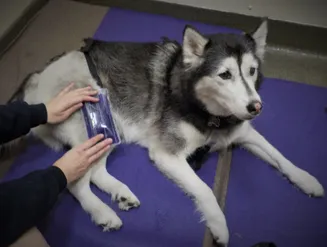 NeuroMuscular Electrical Stimulation (NMES) – Roaring Fork Animal  Rehabilitation & Fitness