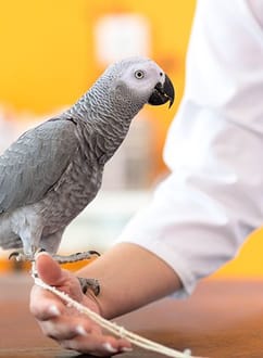Image of a grey parrot standing on an arm