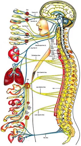 http://www.yuhaschiro.com/images/nerves_and_body_systems.jpg