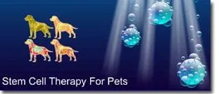 Stem Cell Therapy for Pets